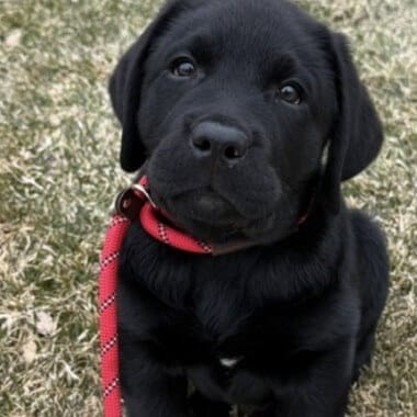 A black Labrador Retriever puppy with a red collar and leash sits on dry grass, looking at the camera.