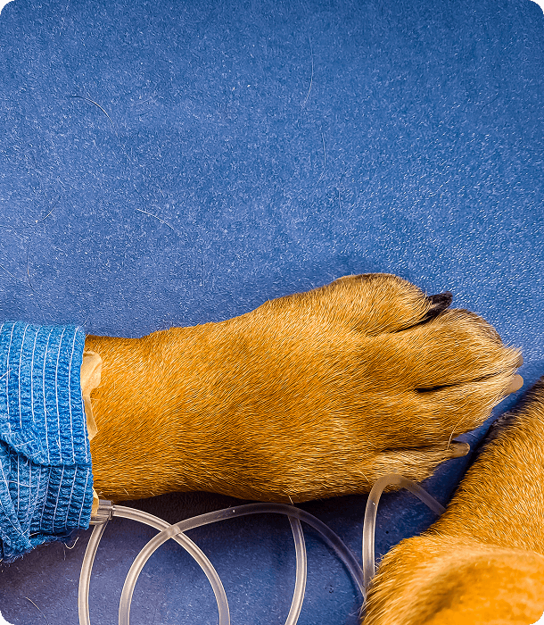 A dog’s paw with an intravenous catheter inserted, resting on a blue surface, with tubing visible and part of the dog's leg covered by a blue wrap.