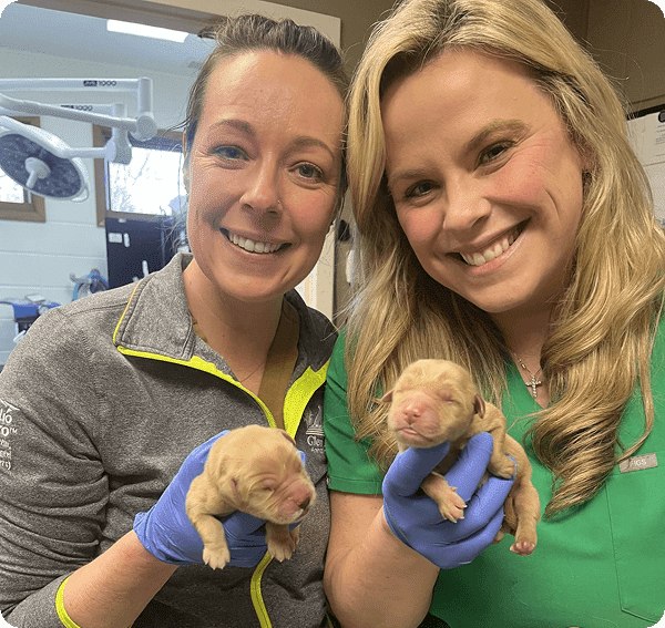 Two women in medical scrubs each holding a newborn puppy in a veterinary office.
